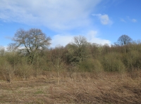 Coed Derw Dau - Two Oak Wood - SOLD