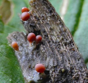 April’s Fungi Focus: Anatomy of a Slime Mould - Trichia decipiens