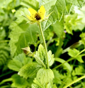 Herb Bennet