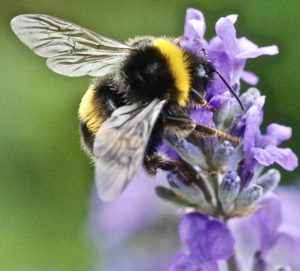 bumblebee on lavender