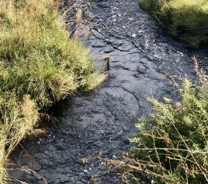 Peat - drying out ?