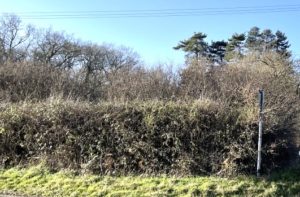 The importance of hedgerows.