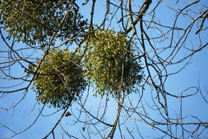 Plants for Christmas.