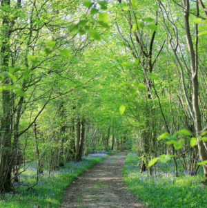 Half-term with Woodlands.co.uk