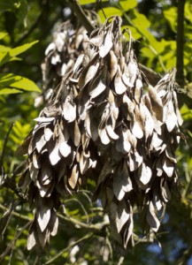 Seeds and Dormancy