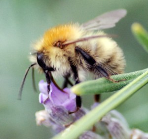 The life cycle of bumblebees (Part 1).