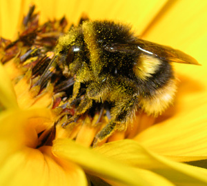 Bumblebees (and insecticides), again !