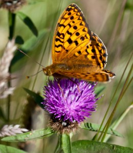 Creating a wild flower area