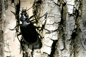 Ground beetles - Carabids declining!