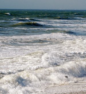 UK government's 25 year plan - what does it mean for our trees and seas?