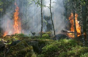 Shellfish, fires and forest productivity