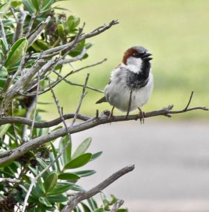 Air pollution and sparrows