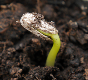 Soil seed banks