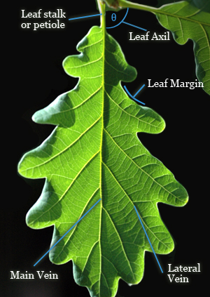 A leaf challenge.