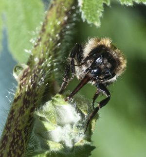 Woodland insects- a new woodlands TV film