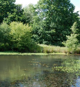 Creating a woodland pond and encouraging pond life.