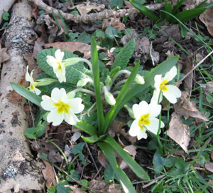 Woodland and hedgerow plants - the primrose.