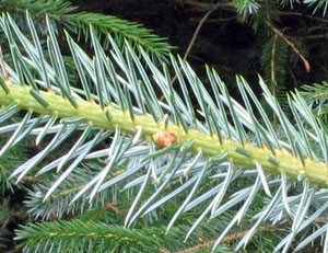 Diversifying with Sitka