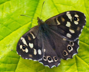 Butterflies in woodlands.