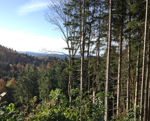 Swiss forestry is growing, especially in the alps