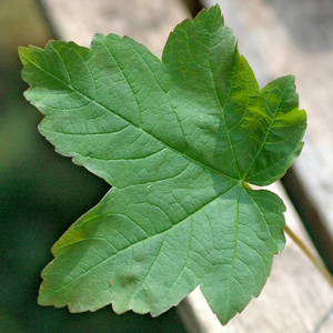 Maples and the sycamore..