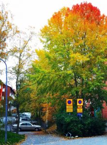 The benefits of trees in the urban landscape