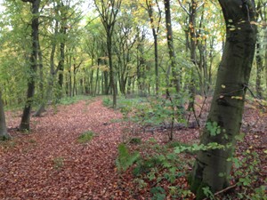 10 reasons to buy a woodland in 2017