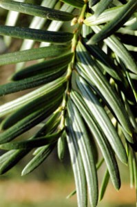 Yew leaves arranged in rows